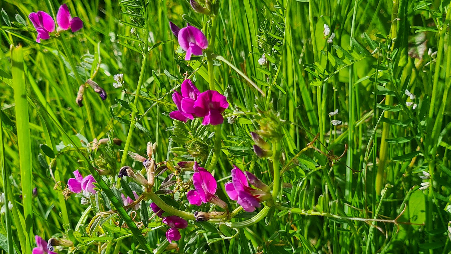 Common Vetch Common Vetch