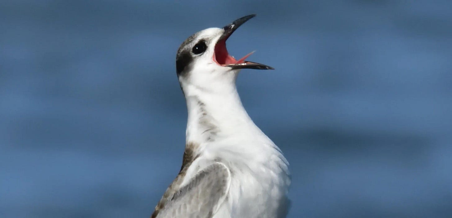 bird screeching into the air bird screeching into the air
