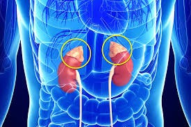 Epinephrine and Norepinephrine: What's ...