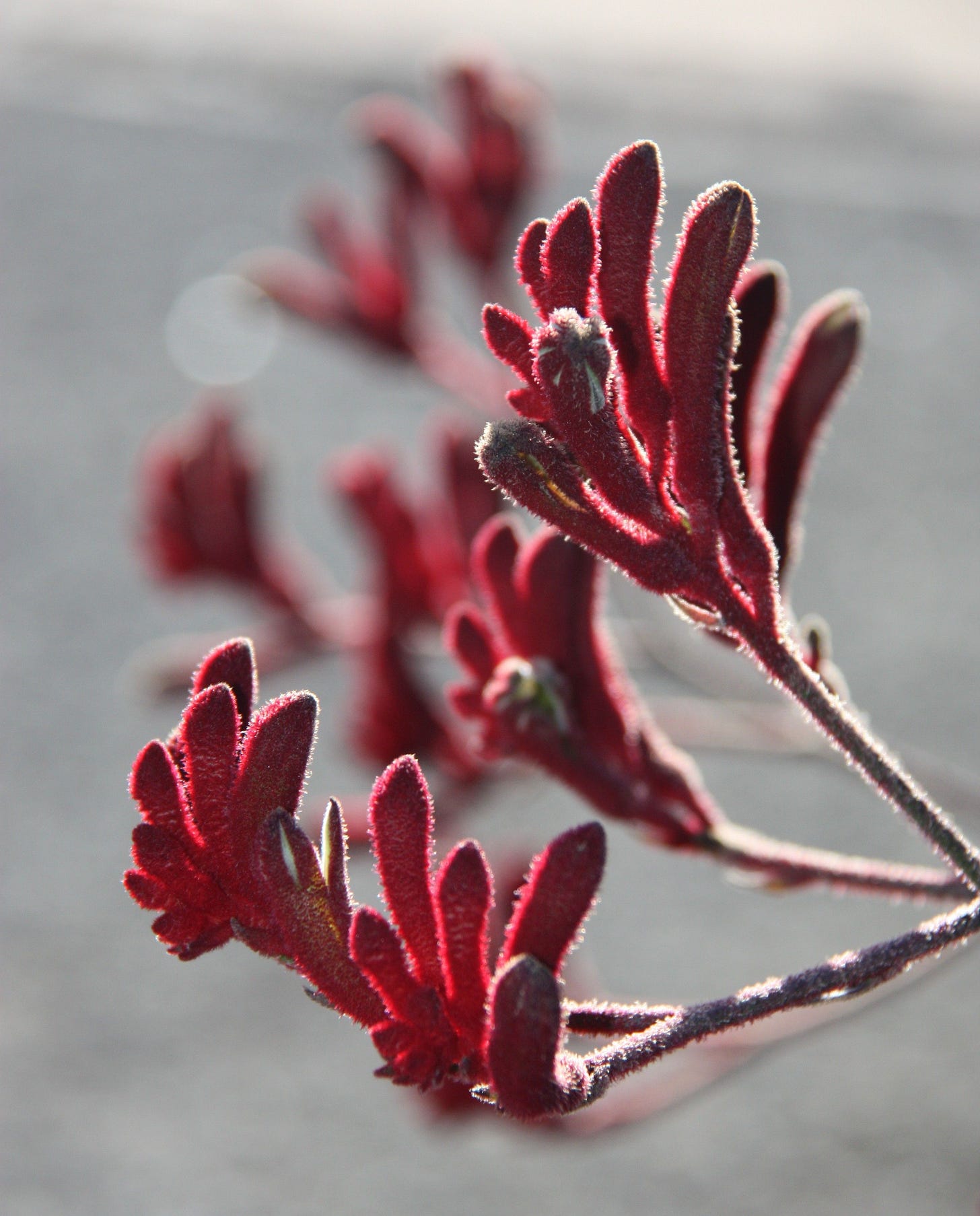 Red hairy buds shaped a little like a bunch of bananas but fatter at the end not attached to the stem