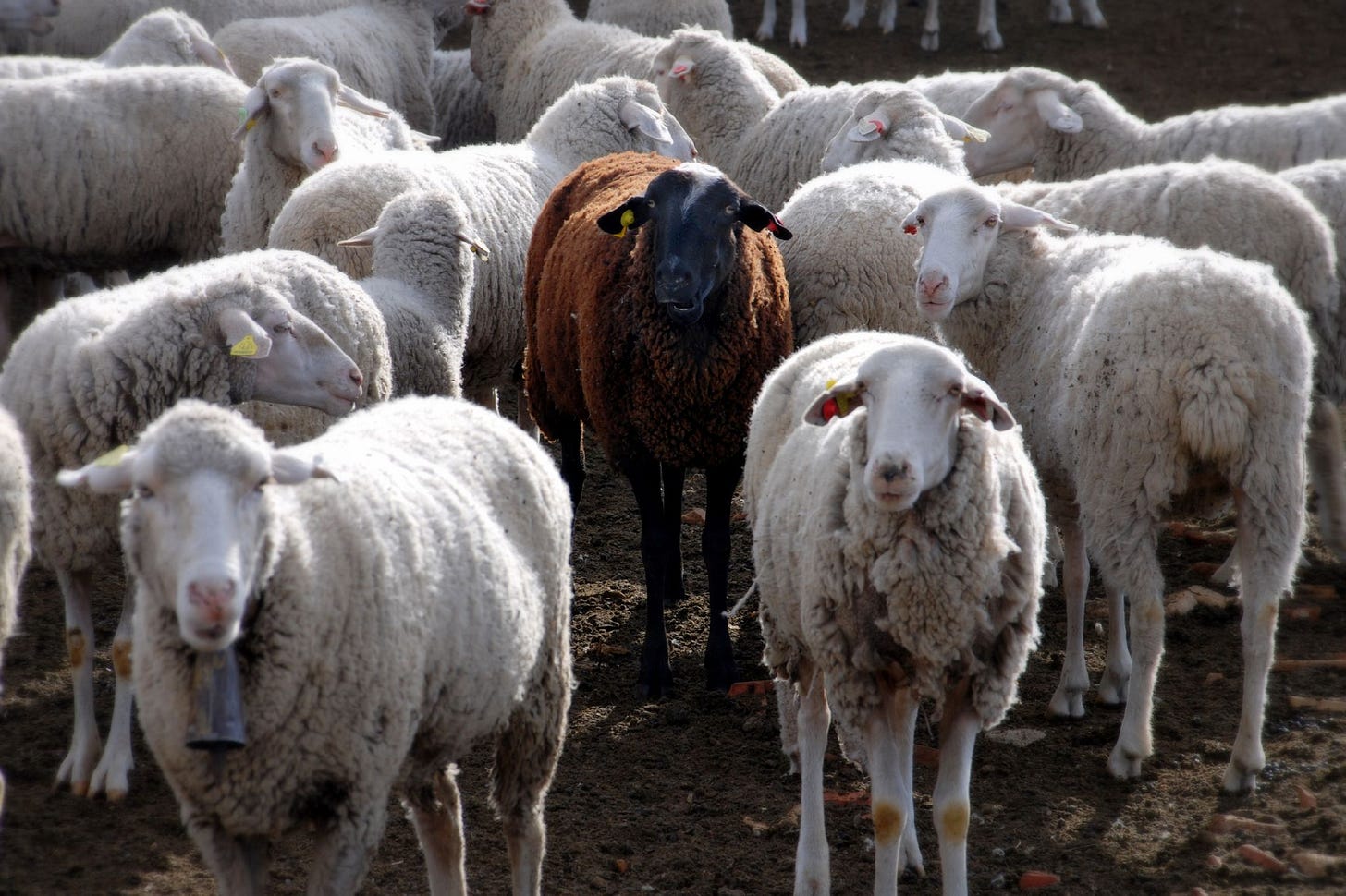 Black sheep - Wikipedia Black sheep - Wikipedia