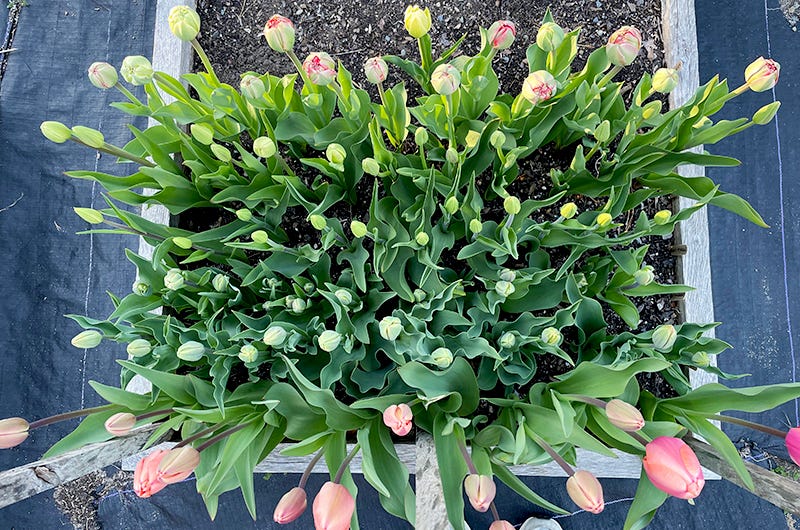 Tulip experiment, Sixburnersue