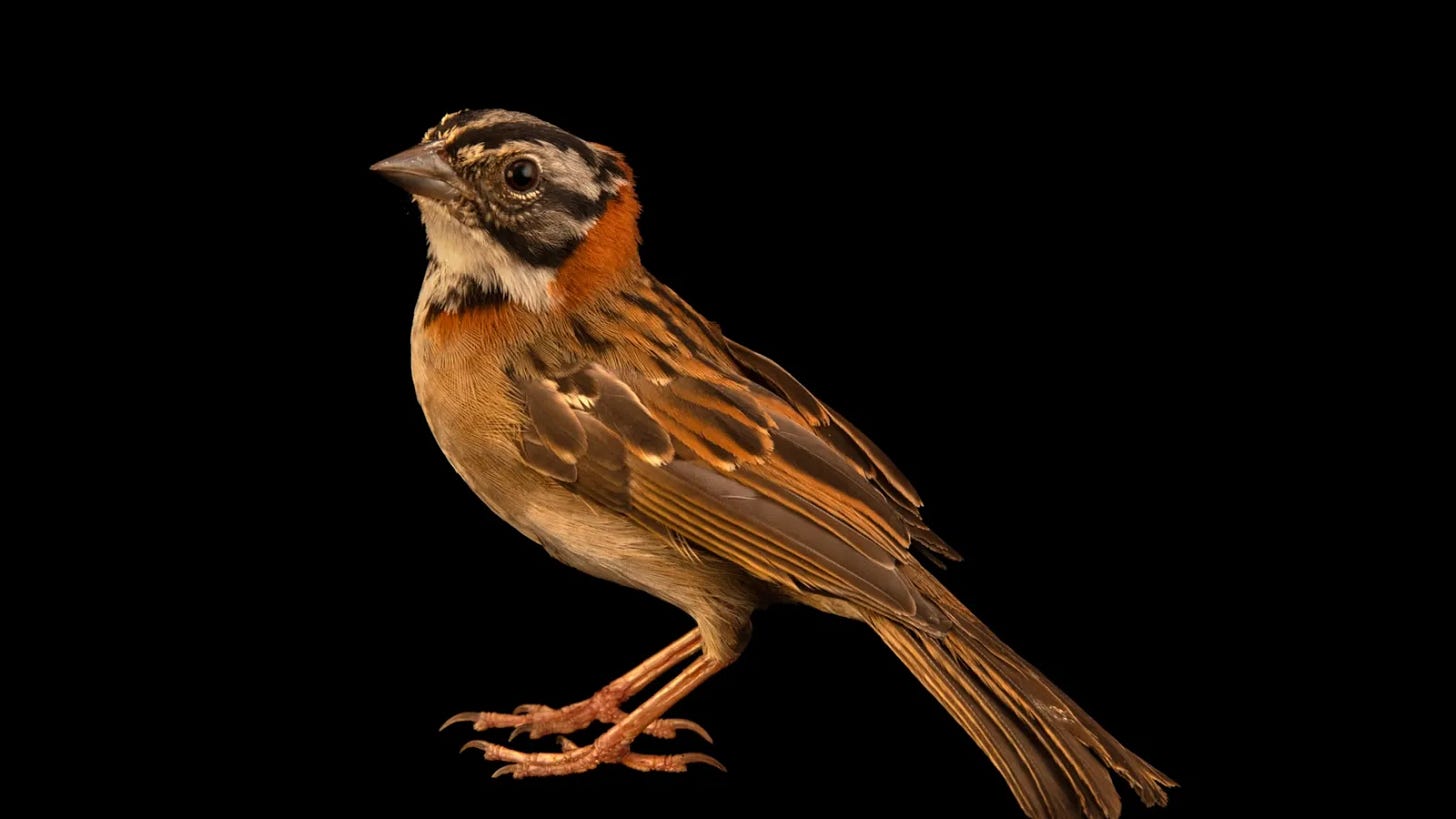 Un 'Zonotrichia capensis subtorquata' de Brasil