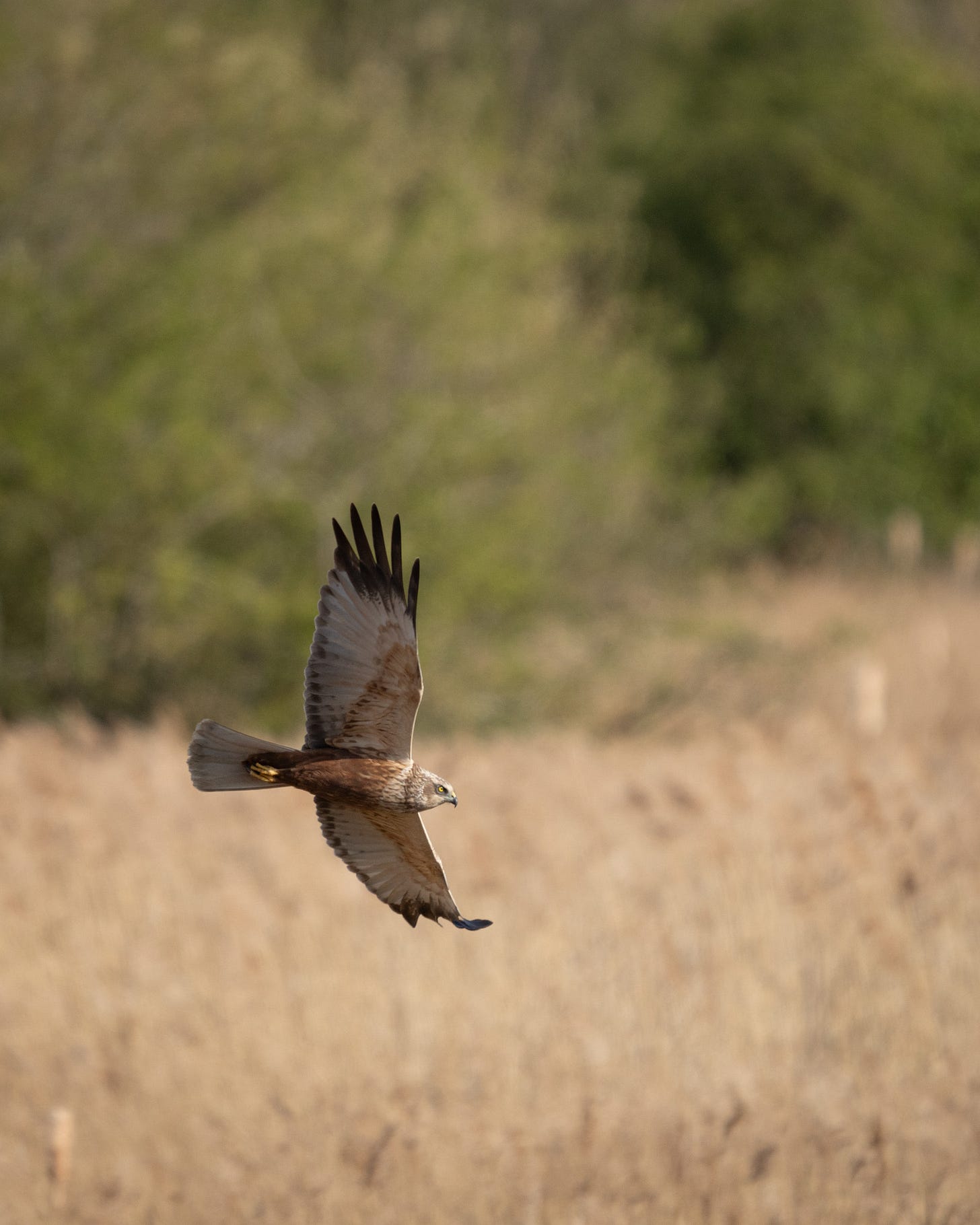 A large chestnut colour bird of prey with a fat neck, flying low over golden reeds A large chestnut colour bird of prey with a fat neck, flying low over golden reeds