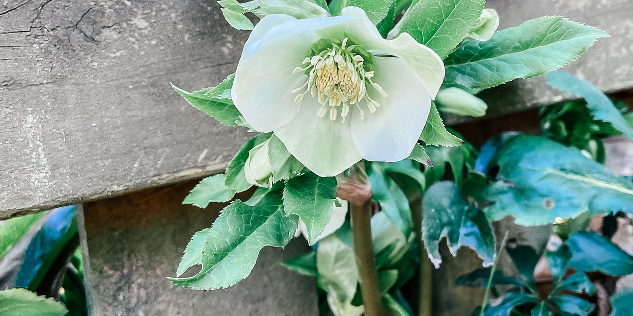 How to Love on Your Houseplants in March, Seedling Transplanting Tips, Risotto with Garlic Scapes and Asparagus, Growing Veggies in the Shade, and More.