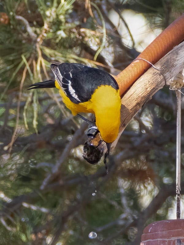 20250430-Chiricahuas-986-Edit.jpg 20250430-Chiricahuas-986-Edit.jpg