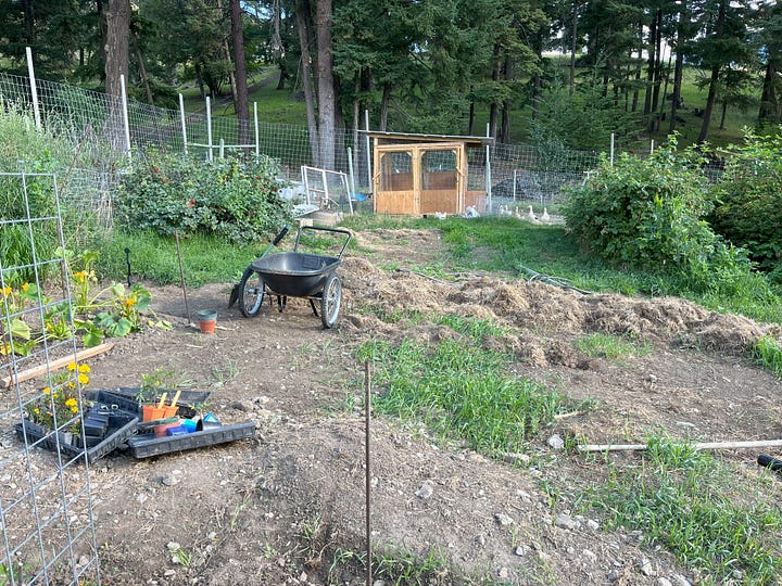 3 rows of tomatoes on trellises; a pile of grass and rock in the rest of the garden