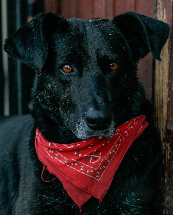 The Cop-Attacking Chilean Dog Who Became a Worldwide Symbol ... The Cop-Attacking Chilean Dog Who Became a Worldwide Symbol ...
