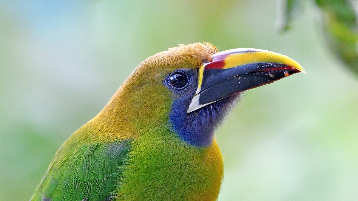 A Costa Rica Journey – First stop, La Selva