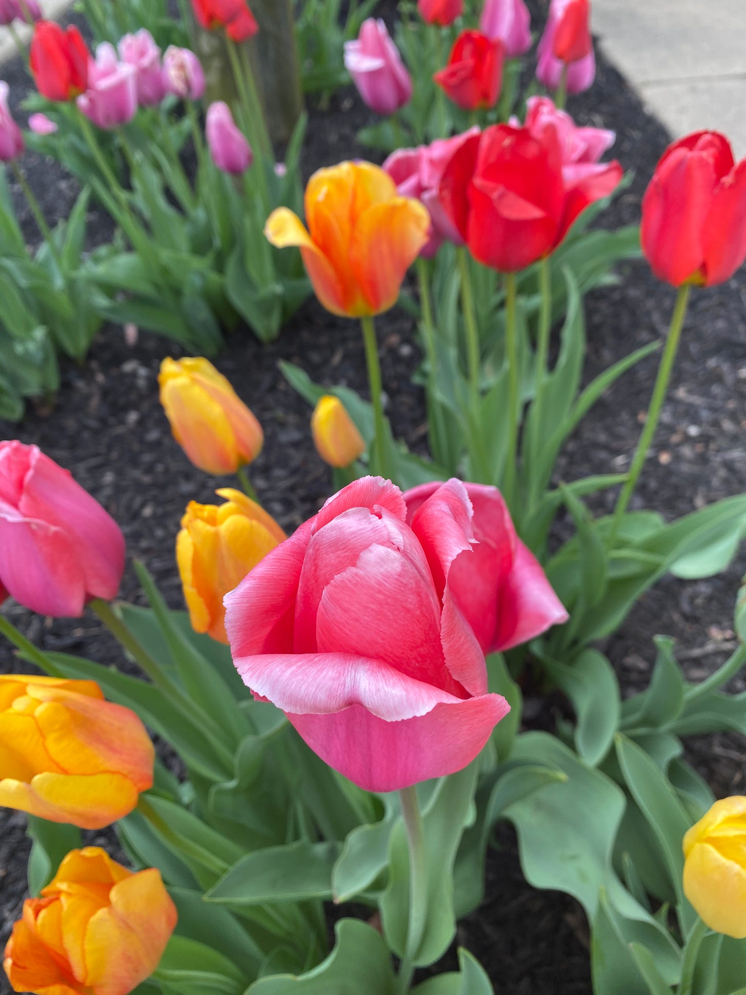 yelloy pink and red tulips yelloy pink and red tulips