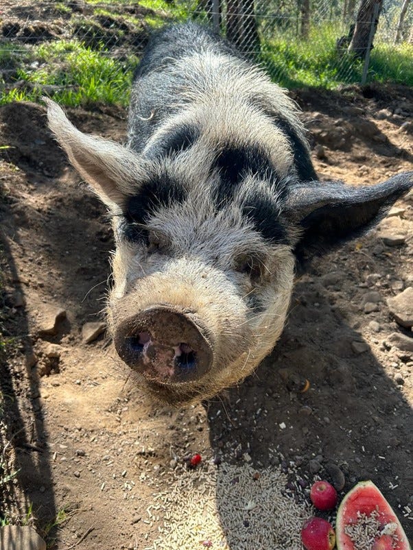 bruce the pig bruce the pig