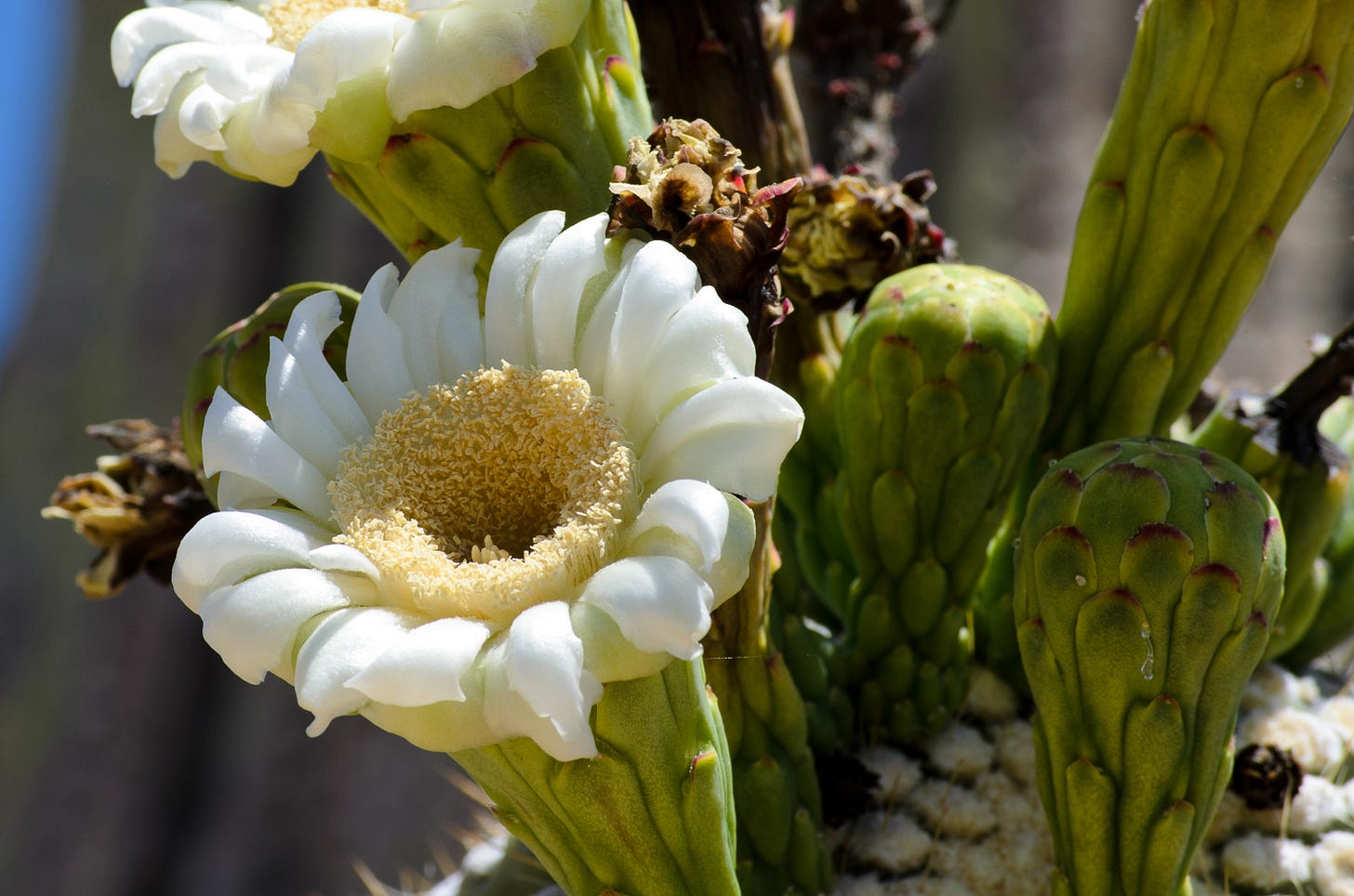 Close up of white flowers and buds on a saguaro cactus.
