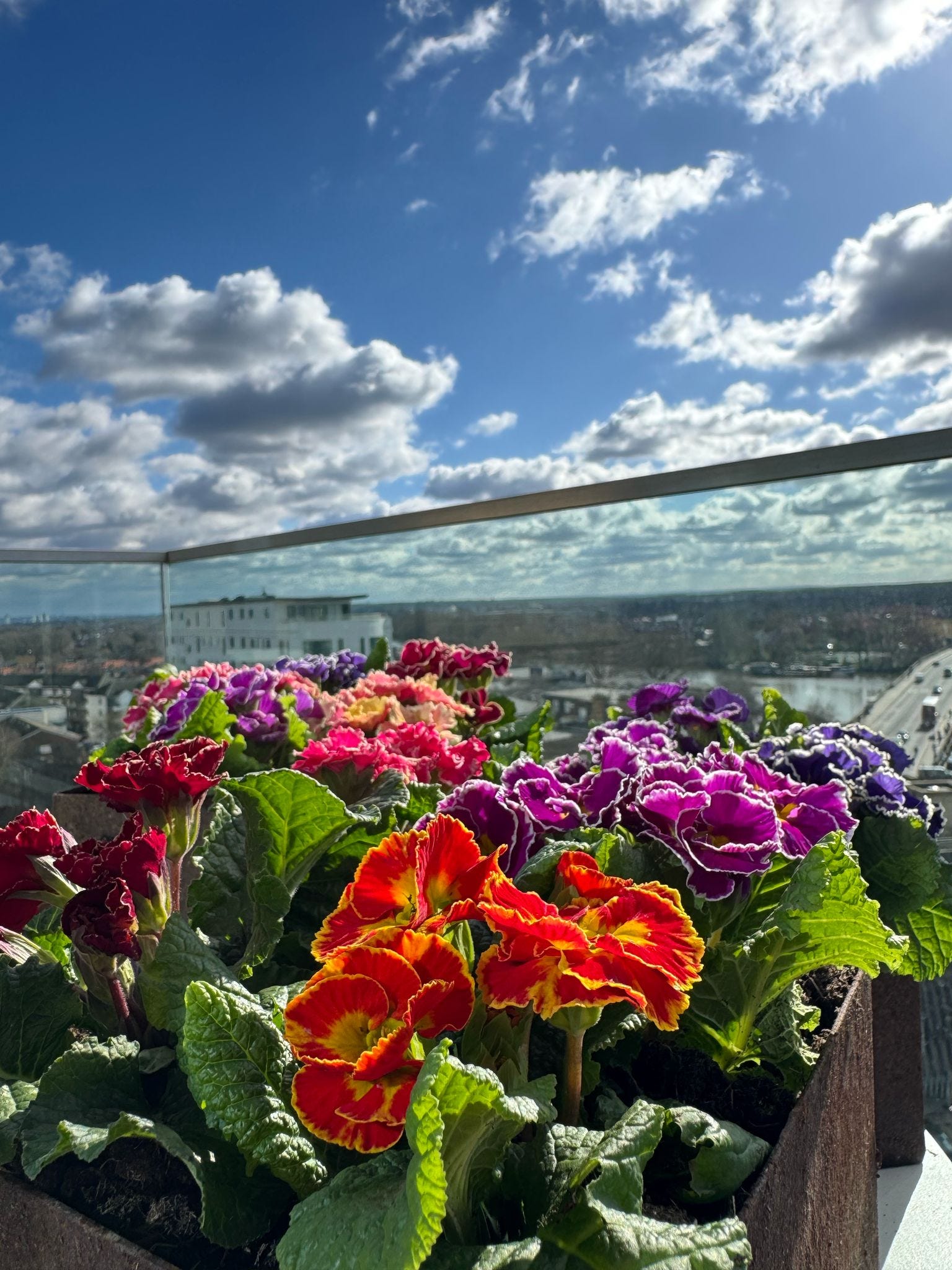 A new seed-raised Primrose to spice up winter plantings: Flamenco