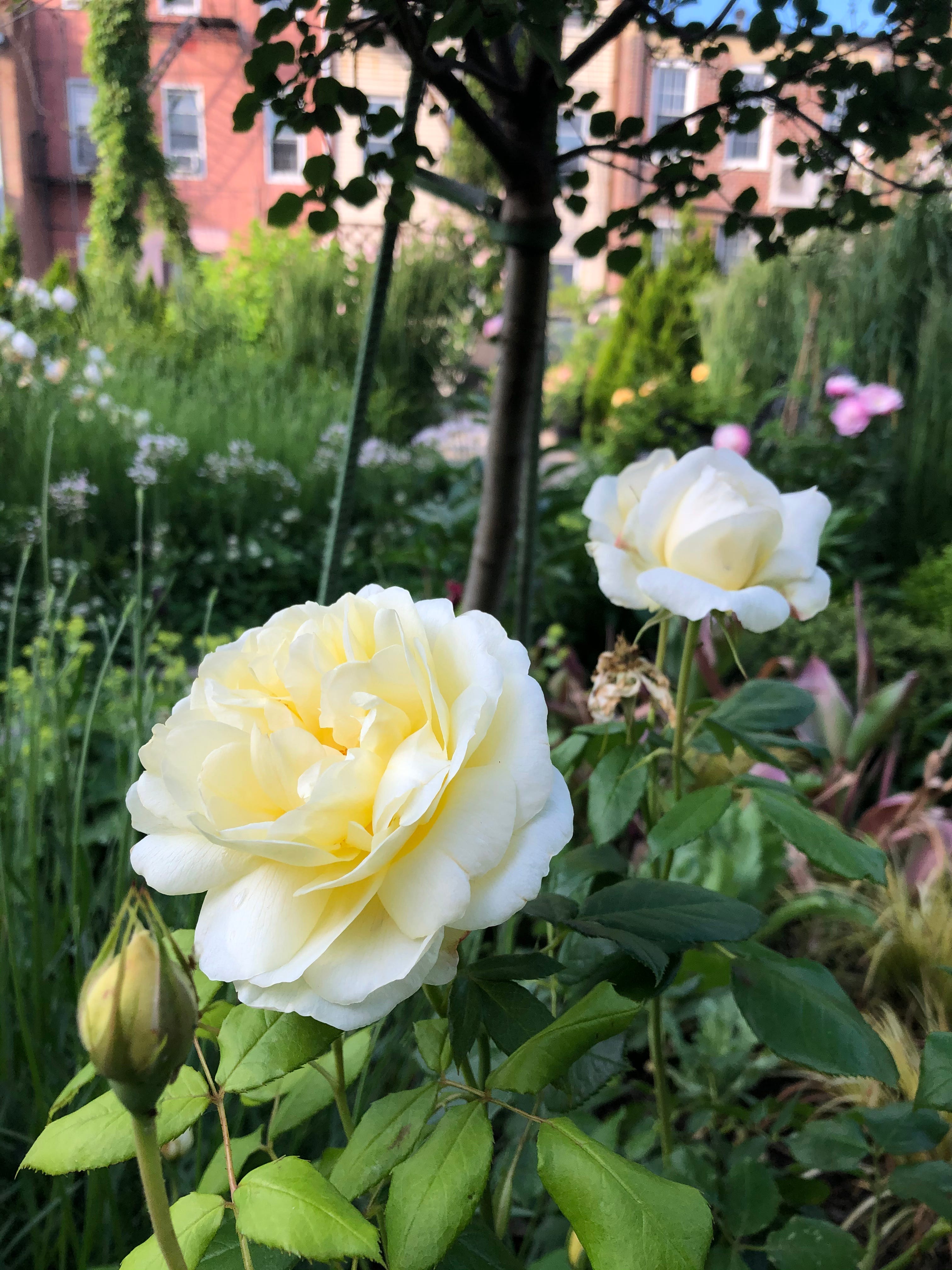 GOOD SMILE COMPANY Dioramansion 200 Rose Garden - 7.8 Inch Square Figure Display Background