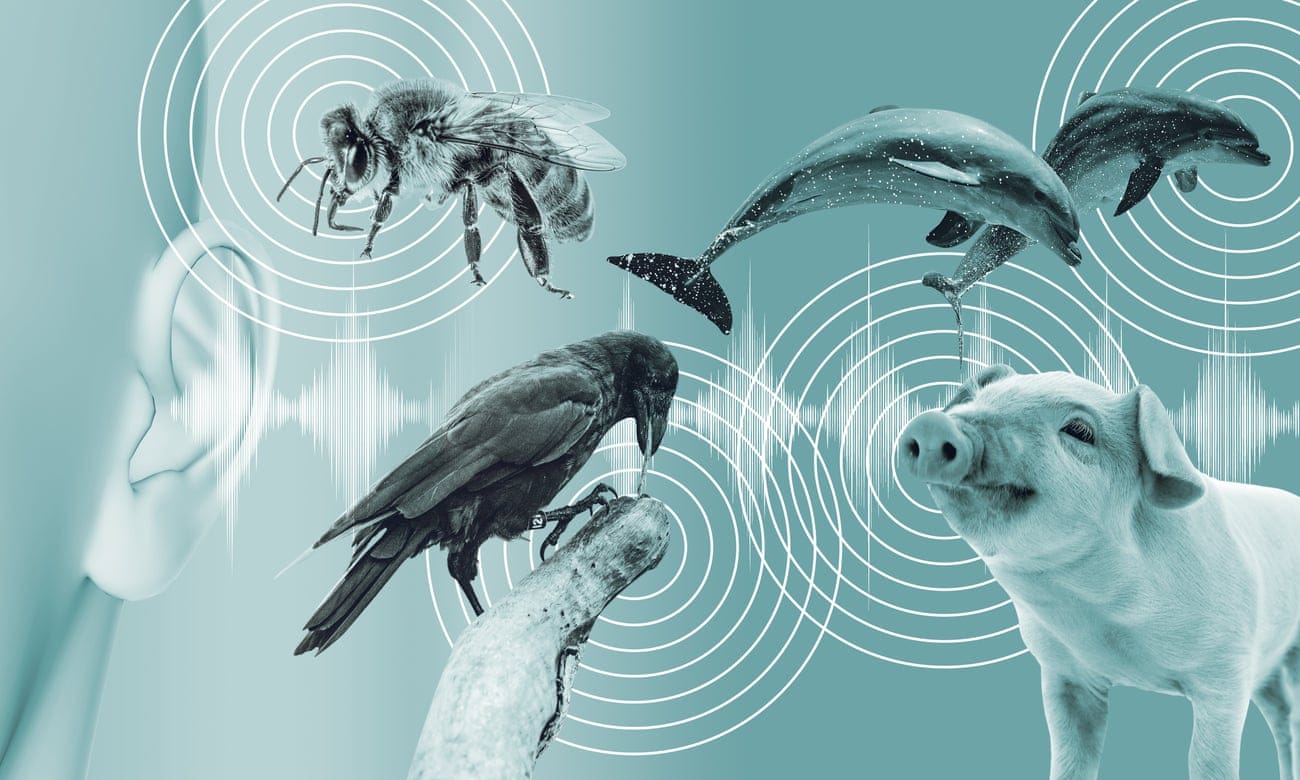 Can artificial intelligence really help us talk to the animals? | Language | The Guardian Can artificial intelligence really help us talk to the animals? | Language | The Guardian