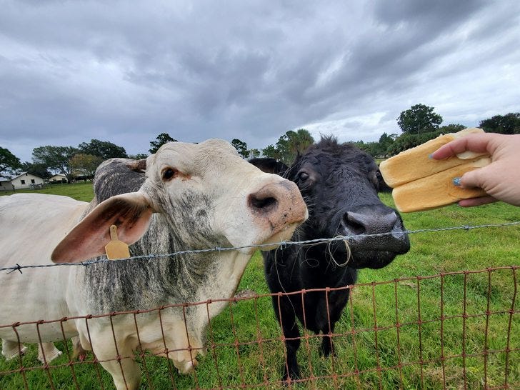 Happy Thanksgiving from Winston and Tina - cow post - Imgur