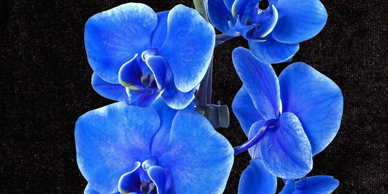 Project Idol: Love Like Cyanide