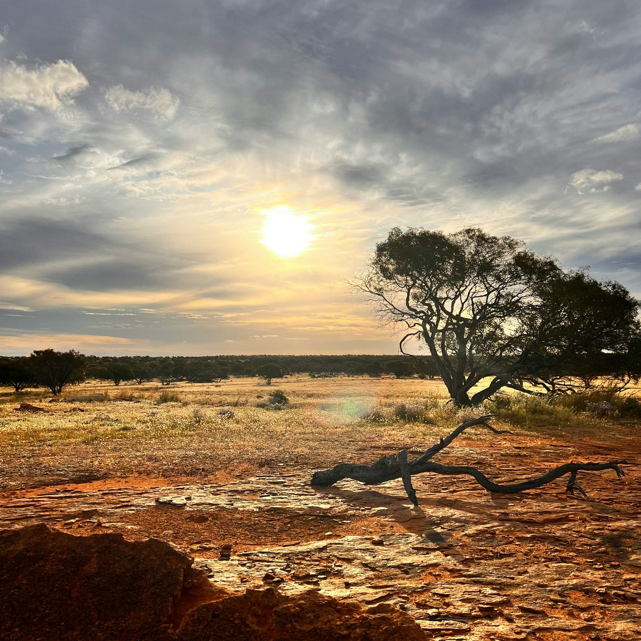 The Twins Neanderthal Nightmare