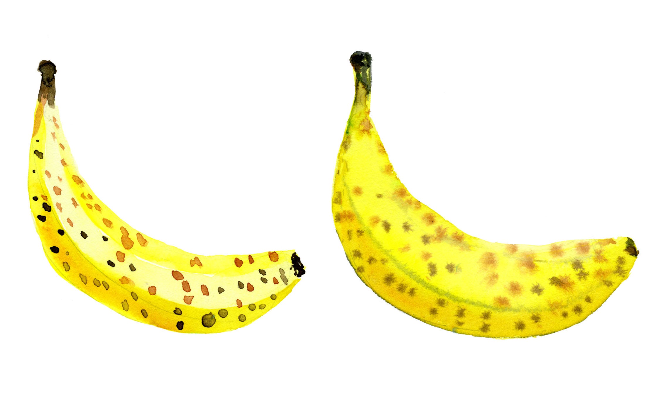 12 Skull Clipart: (Vintage Anatomy) - The Graphics Fairy, image size:2287x1351