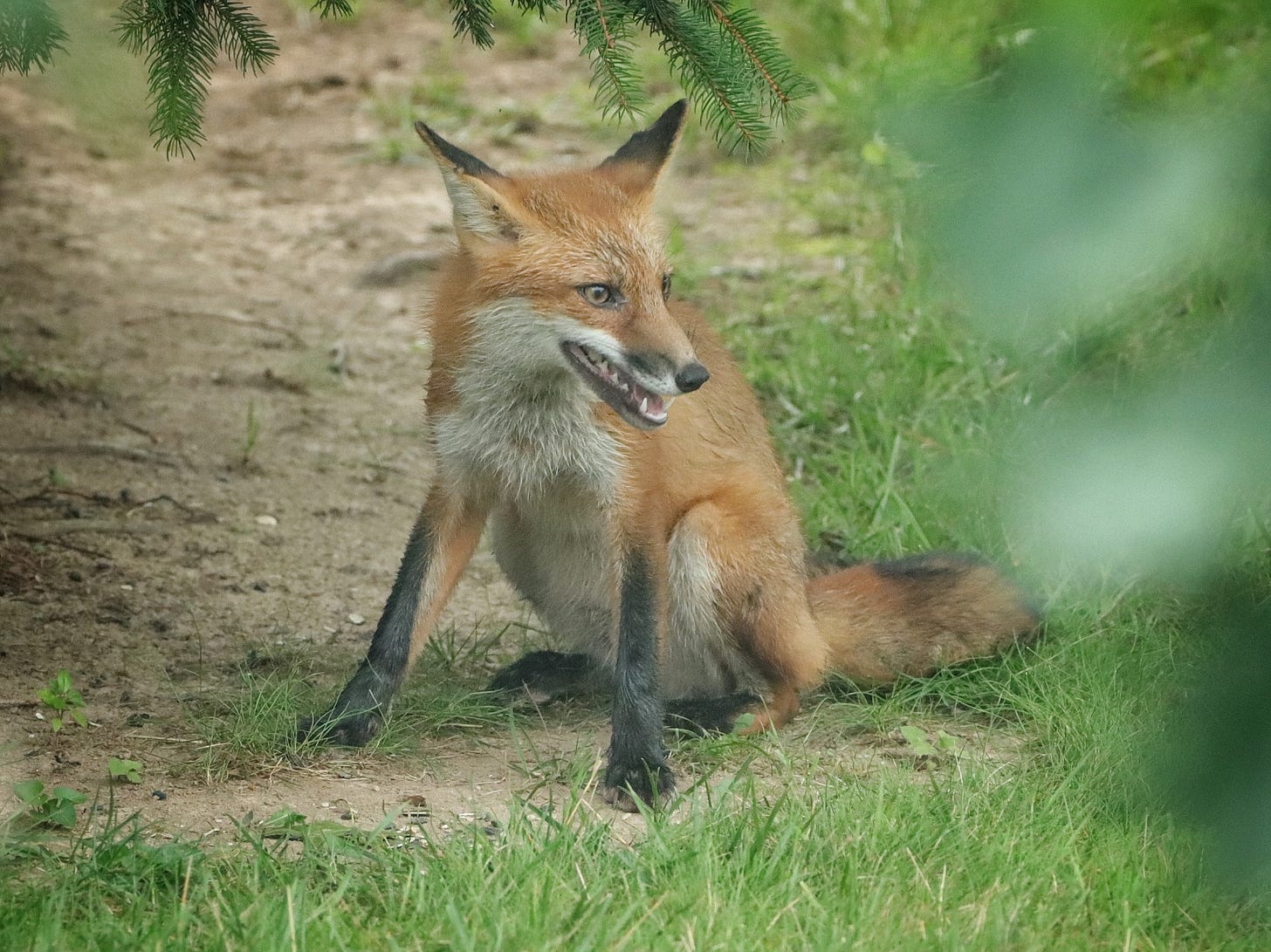 A young red fox sitting under a pine tree