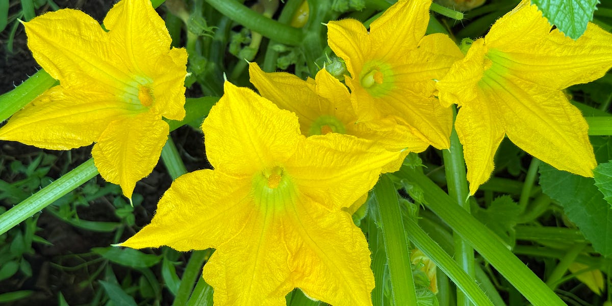 Homesteading: Eat Your Vegetables