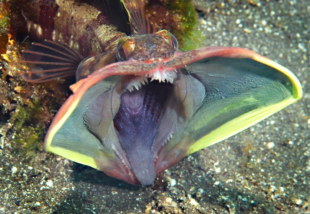 Real Monstrosities: Sarcastic Fringehead