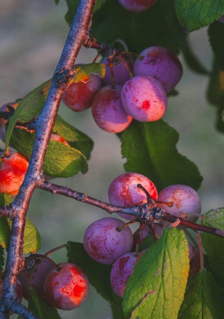 A branch with berries on it with green leaves