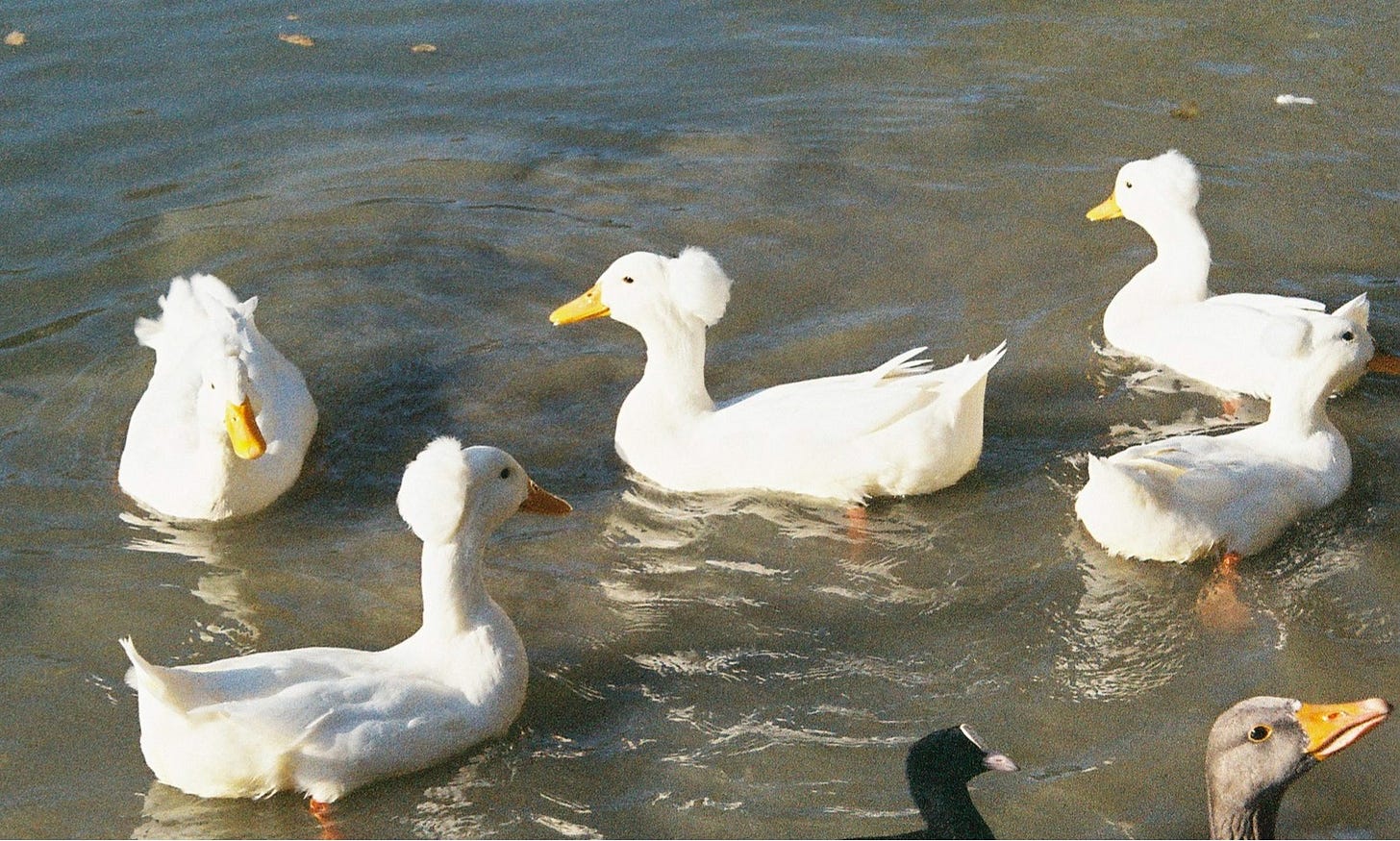 Image is of white crested ducks swimming on a pond. Image is of white crested ducks swimming on a pond.