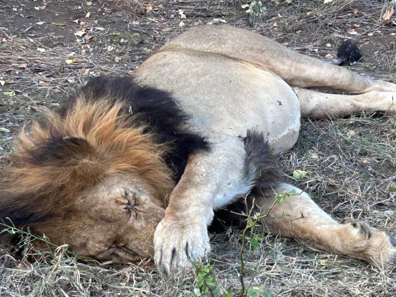 With his mighty paw draped over his face, the lion naps under the African sun—a rare glimpse of vulnerability in the wild.