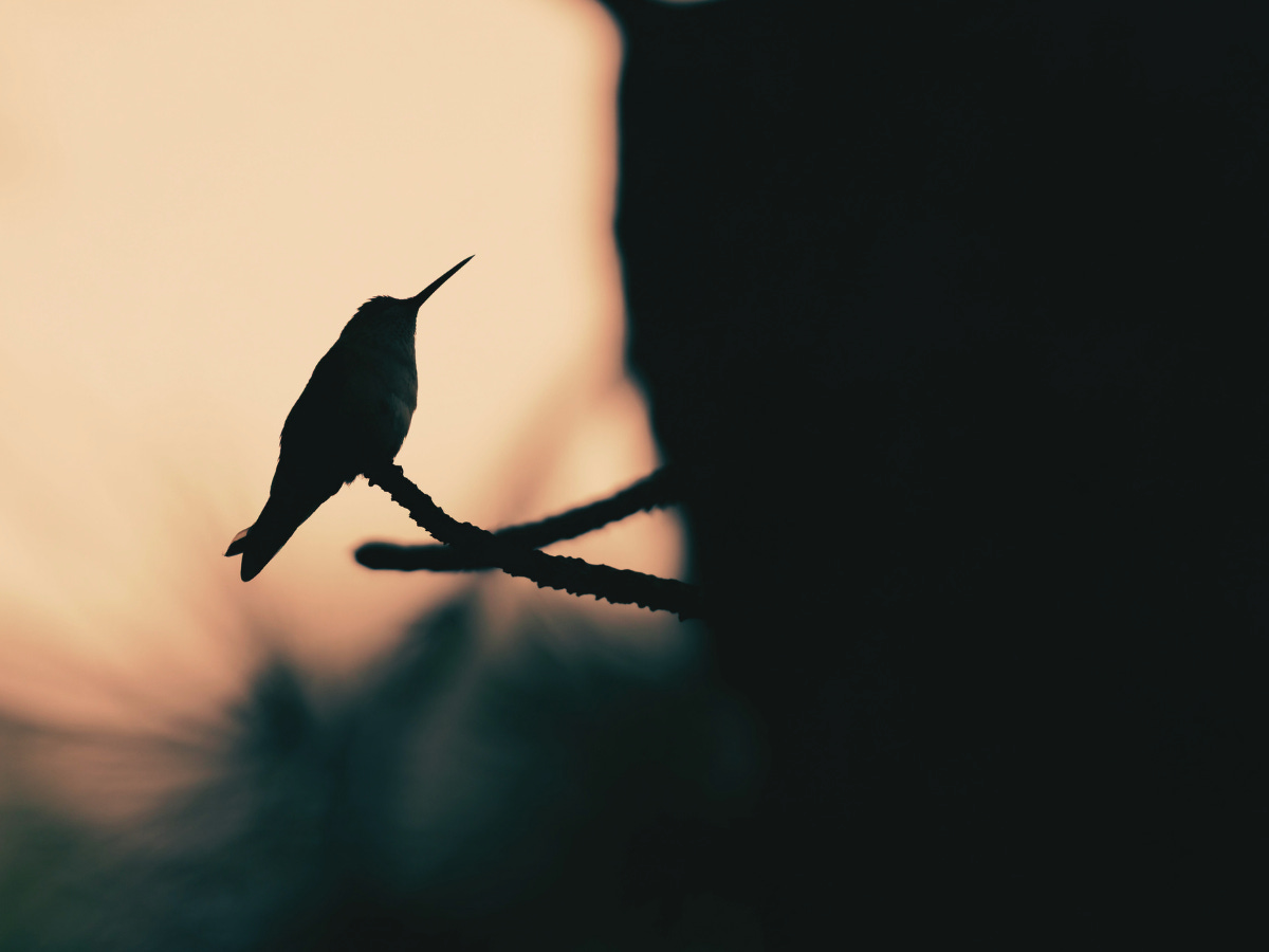 Silohuette of a male broad-tailed hummingbird, taking a break between using the feeder in dramatic lighting