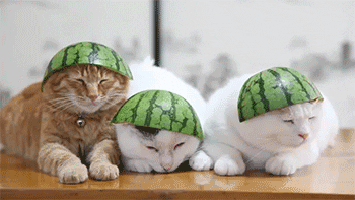 cat hat GIF