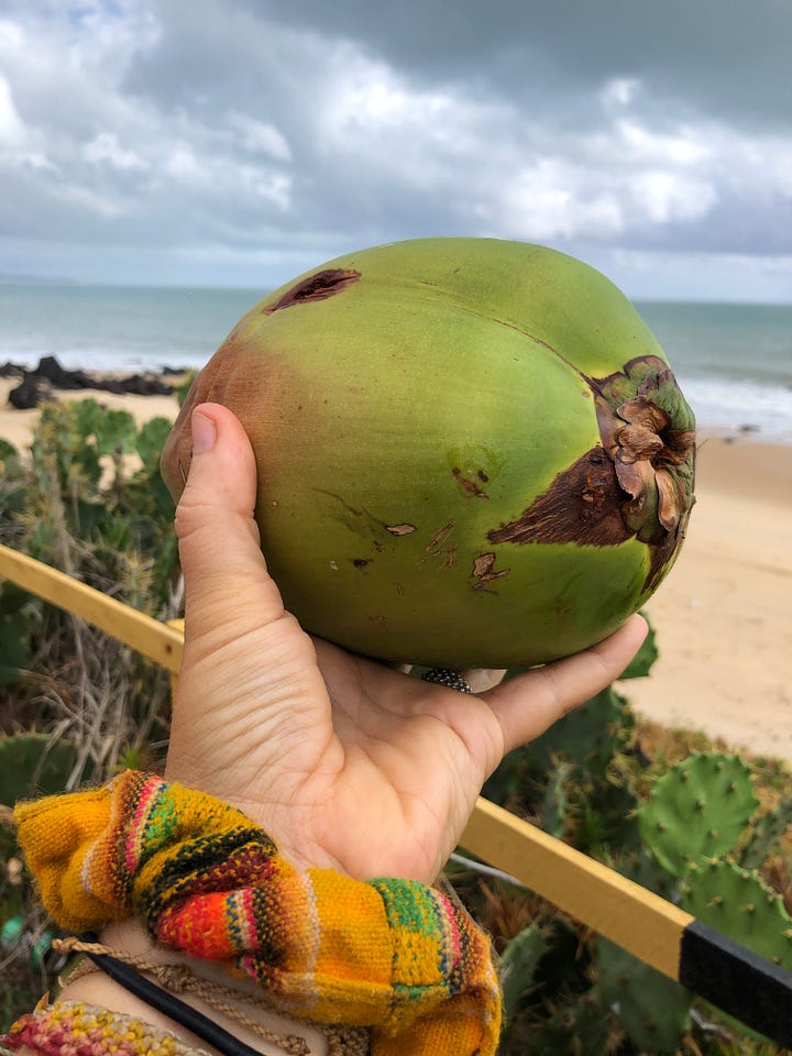 Una benedizione della natura. Il Cocco.