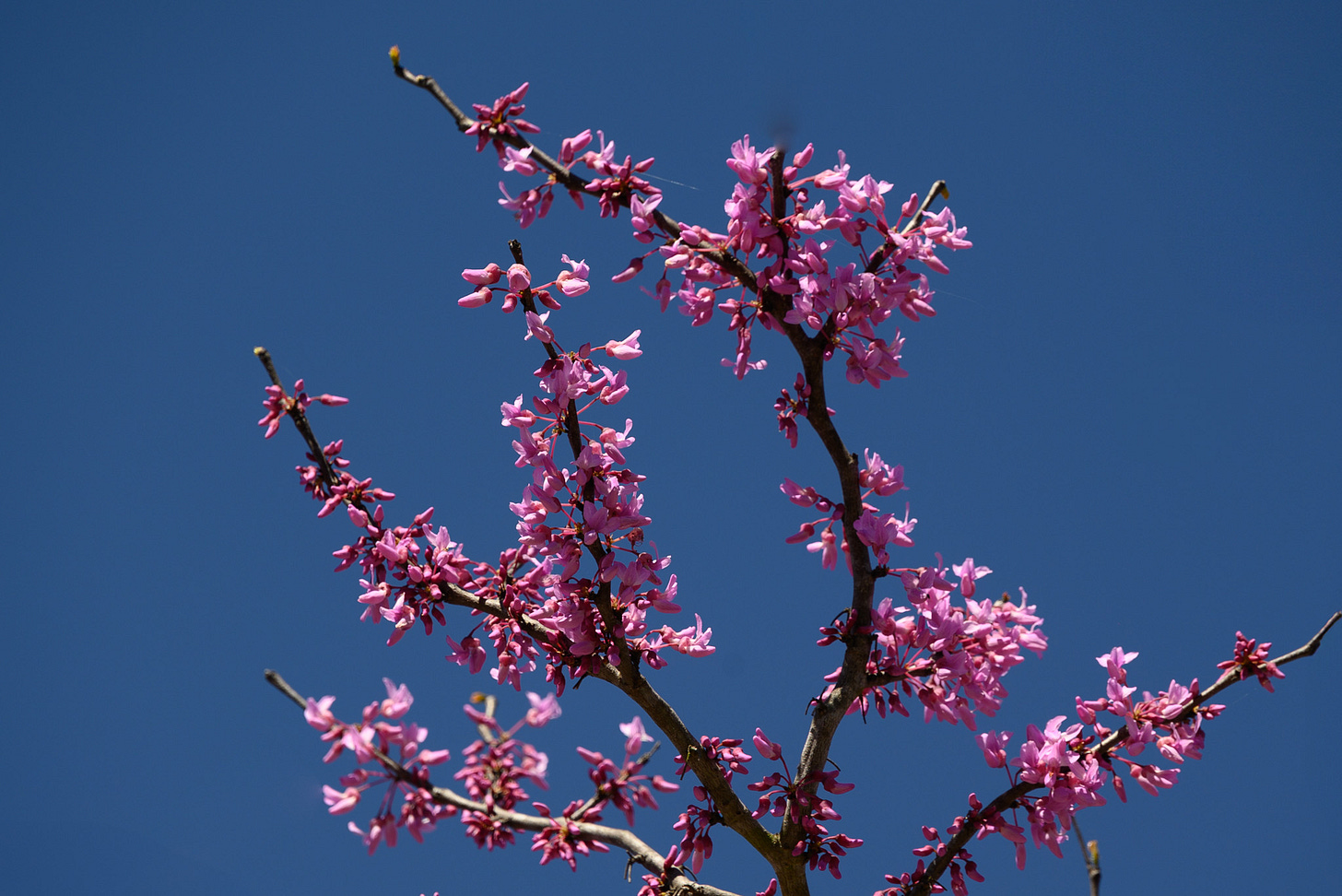 A Redbud tree with delicate pink blossoms rises against a bright blue sky