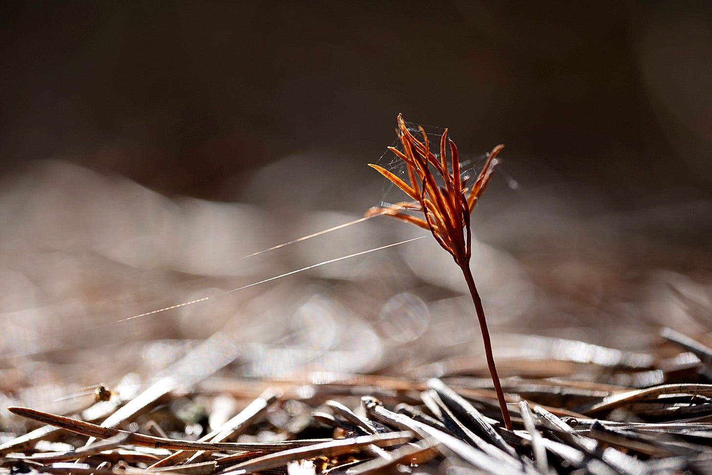 Desiccated pine seedling with browned leaves emerging from the woodland floor carpeted with Scots pine needles