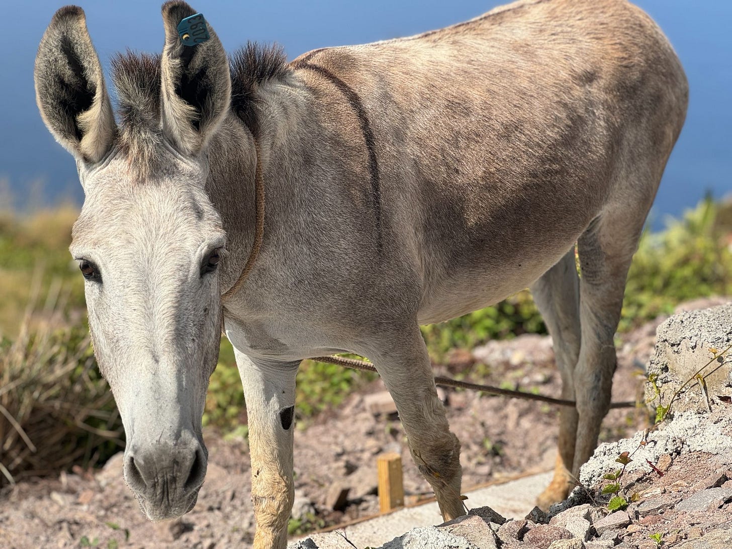 Donkey Donkey Donkey Donkey
