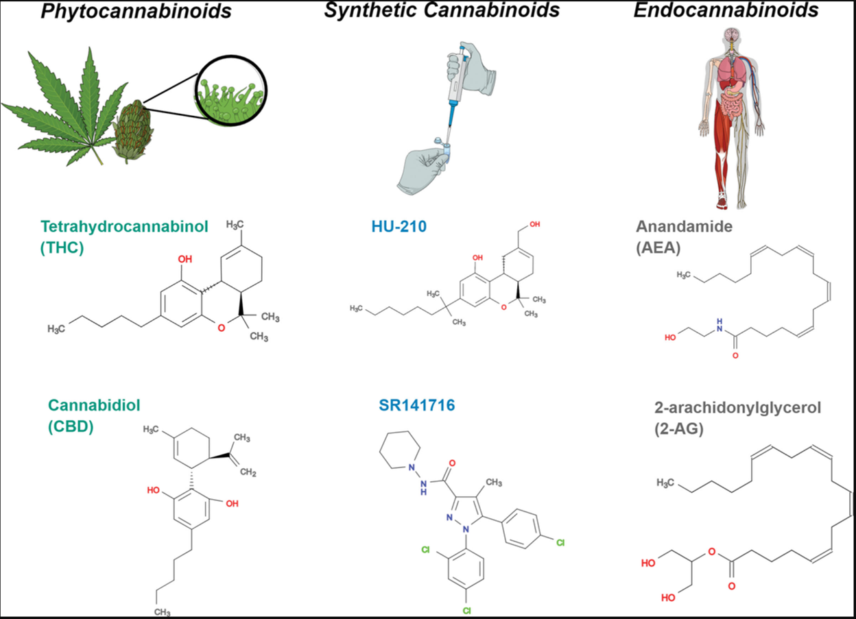 The basic science of Cannabinoids part one - by Ron Litman