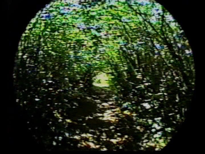 from Peter Rose's Siren: a super wide angle shot of a path through brush or trees