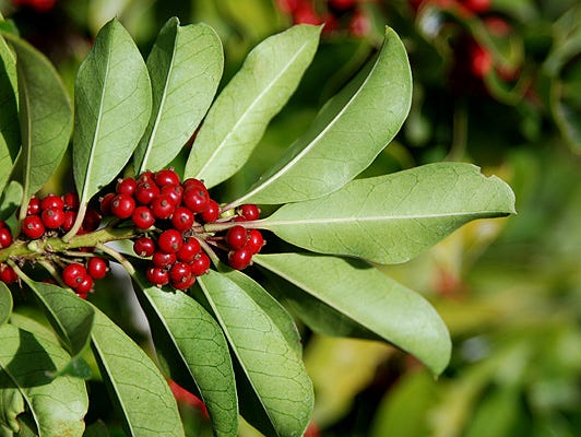 Ilex paraguariensis | Landscape Plants | Oregon State University