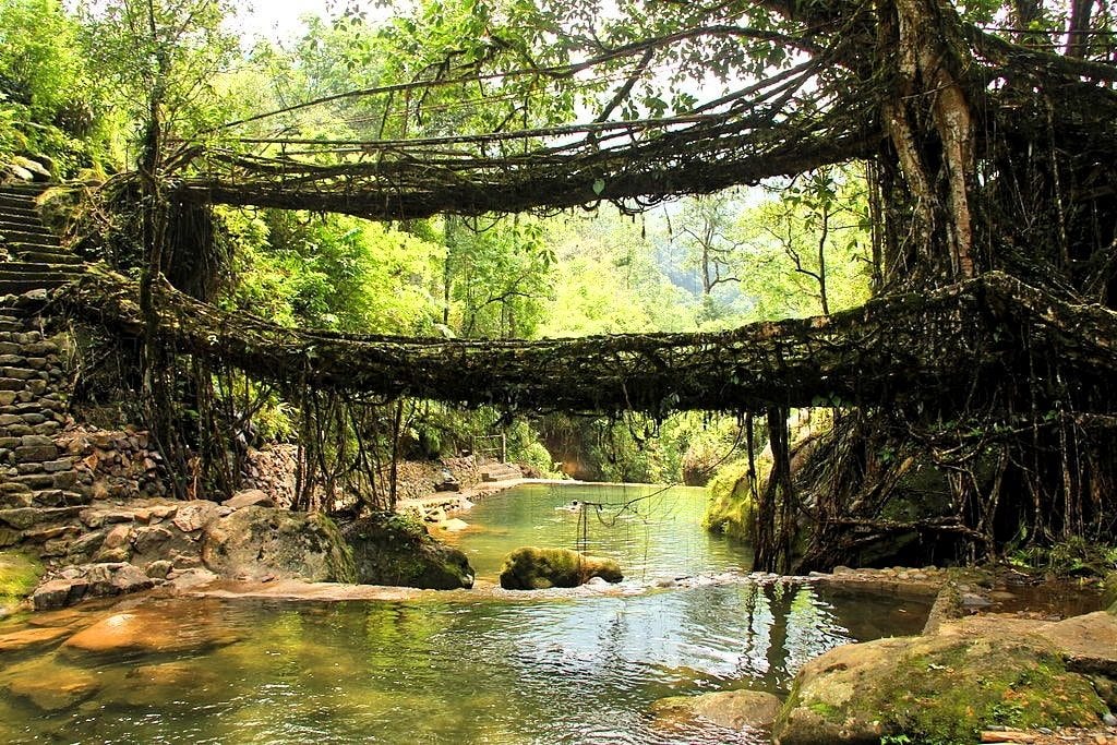 The extraordinary Living Root Bridge in Meghalaya, India - The ... The extraordinary Living Root Bridge in Meghalaya, India - The ...