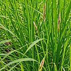 Couch Grass - Another Weed Medicine
