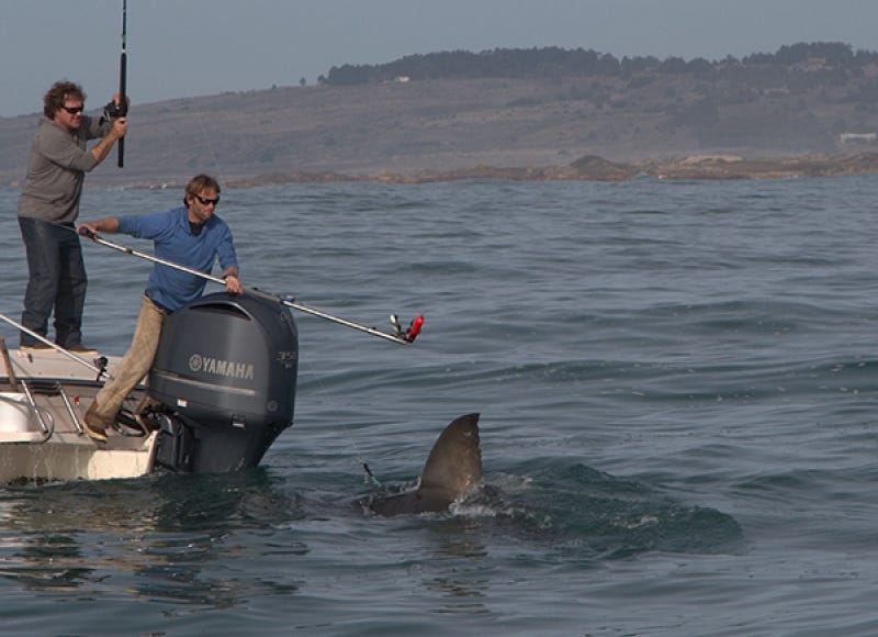 Biologging tags, like this orange one here, can provide insights into shark physiology, movements and behaviors.