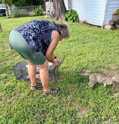 Three photos showing Cheryl helping with the catch, fix, and release program for stray cats in Smithville, including setting a humane trap in the grass, releasing a cat back into the neighborhood, and transporting trapped cats in crates in the back of her SUV.