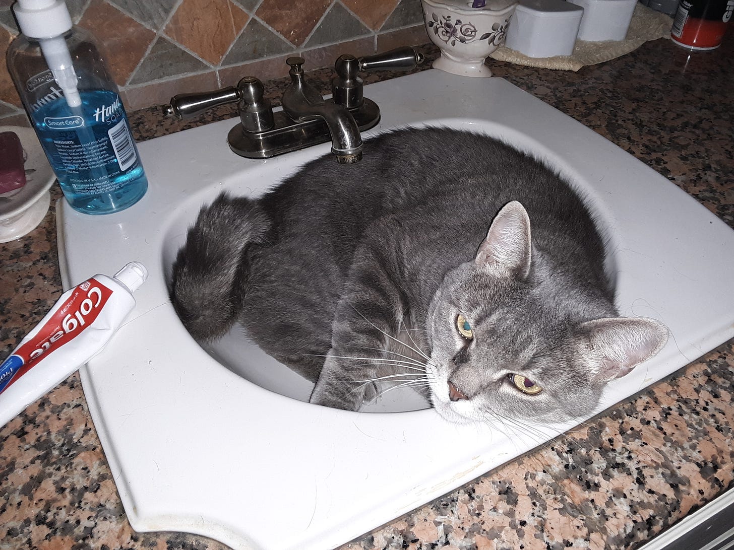 grey cat in a sink grey cat in a sink