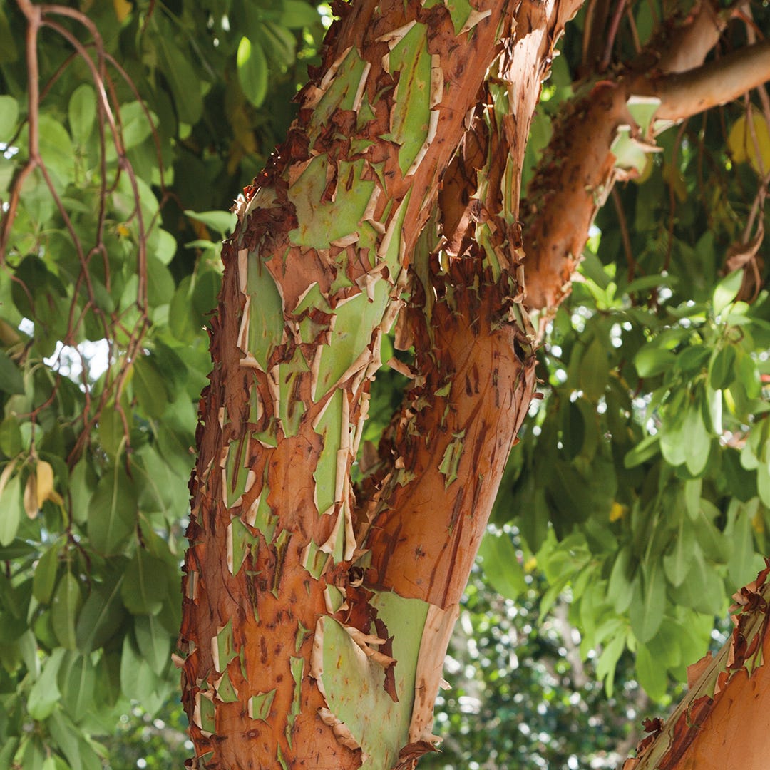 Pelling bark of hybrid strawberry trees