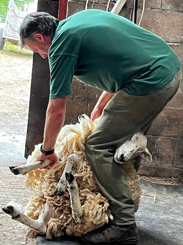 2025-6-21 Shearing sheep on the Miller Farm Lake District England, photo by Nikki Taylor