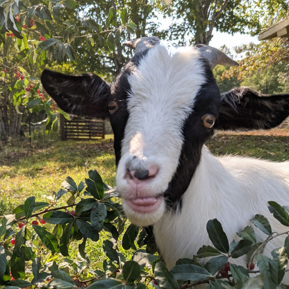 The Nerdy Farm Wife