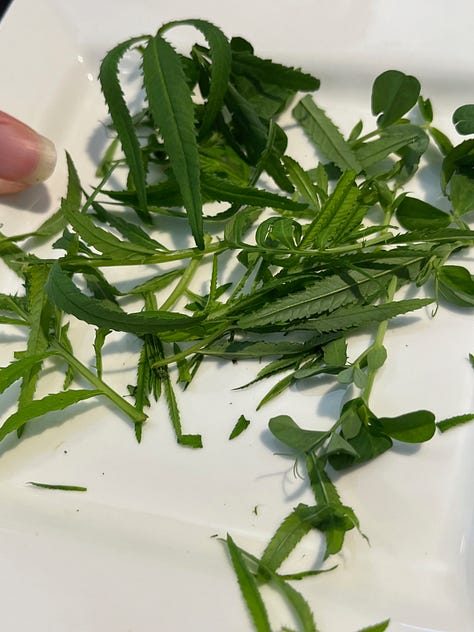 Three photos, first is leaves of Mexican Marigold leaves on a white plate; second photo, closeup of a tray of microleaves, and thirdly an image of Jason Hirst opening the growing machine that the company makes.