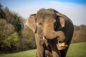 An elephant holding a basket with eggs in its mouth

AI-generated content may be incorrect.