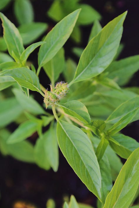 various varieties of basil plants