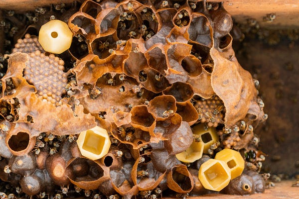 Homes for Honey de Gabriel Calvillo
